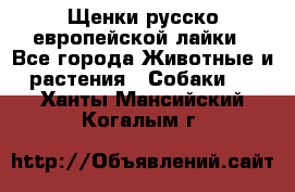 Щенки русско европейской лайки - Все города Животные и растения » Собаки   . Ханты-Мансийский,Когалым г.